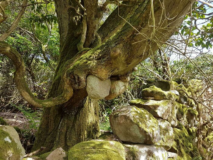 Tree engulfing large stone over time, showcasing nature's unique transformation.
