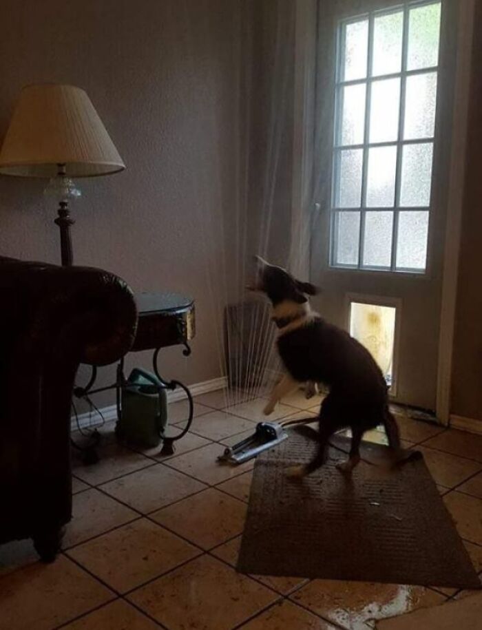 Dog caught in sprinkler indoors, standing on wet tile near door, unexpected scene proving an unusual occurrence.
