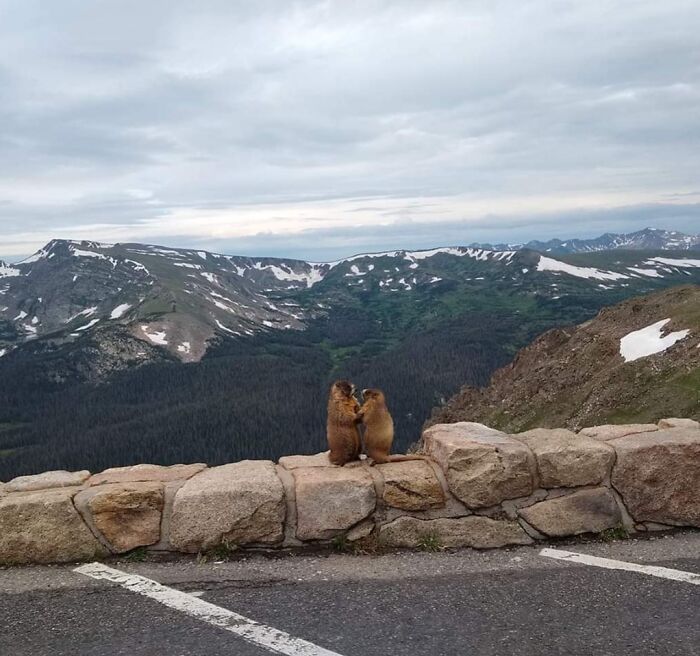 Two marmots cuddle on a stone wall overlooking a mountain landscape, showcasing a moment "in case nobody believed them".