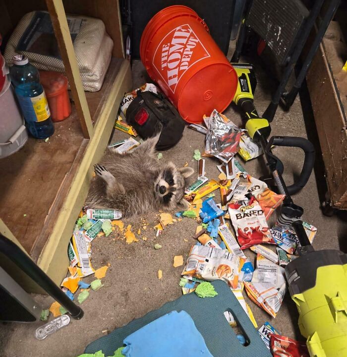Raccoon caught in action surrounded by snack packets in a messy garage.