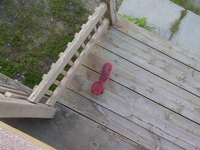 Pink squirrel on wooden deck, captured as proof of its unusual color.