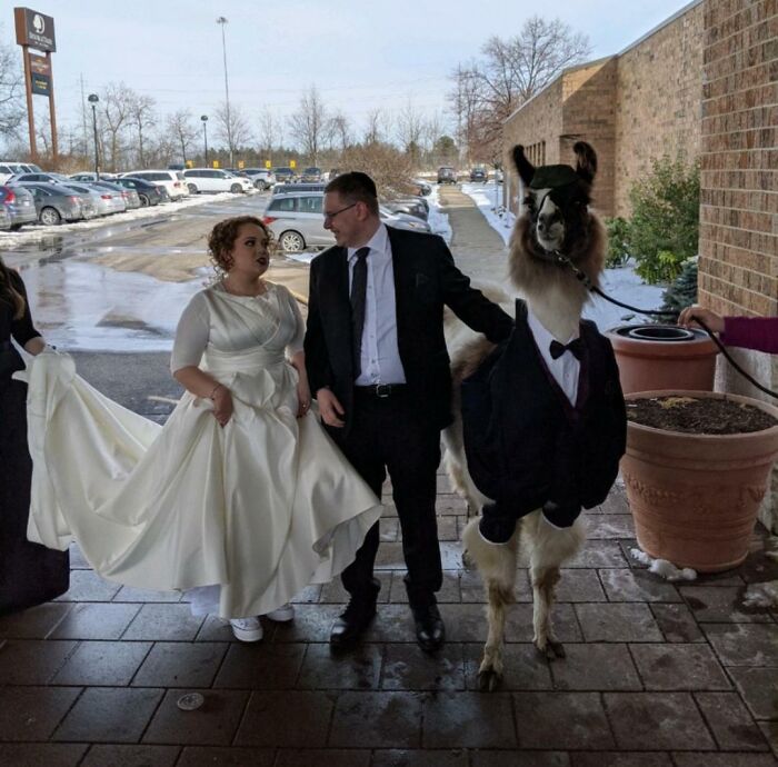 Bride and groom pose with a llama in a tuxedo, capturing a unique wedding moment for disbelief photography.