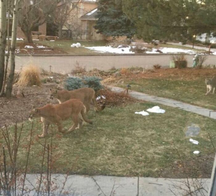 Mountain lions roam a suburban yard, with snow patches and trees in the background, capturing a surprising scene.