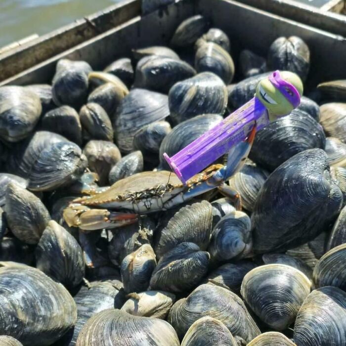 Crab holding a purple Pez dispenser among a pile of clams, showcasing a unique and surprising moment.