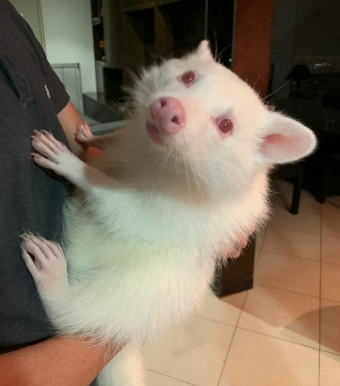 Person holding a rare albino raccoon indoors.