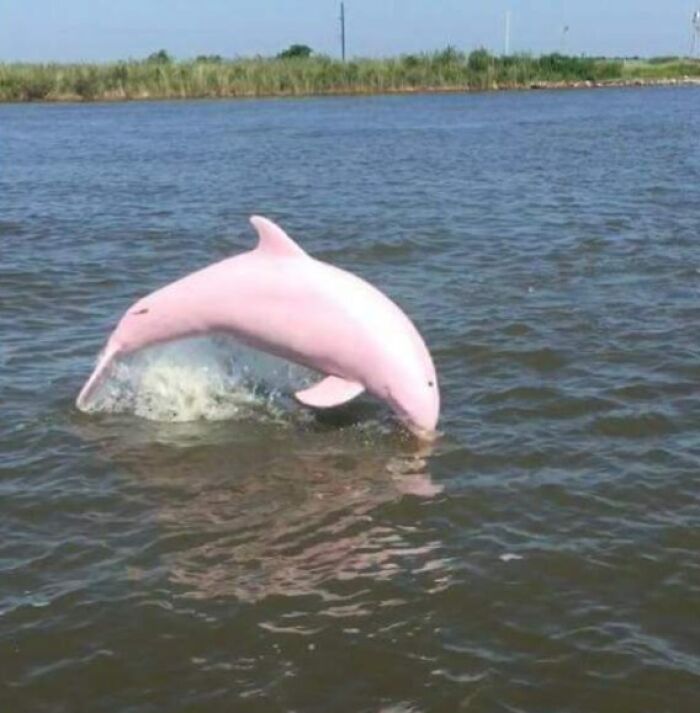 Pink dolphin gracefully leaping from the water, showcasing a rare and surprising sight.