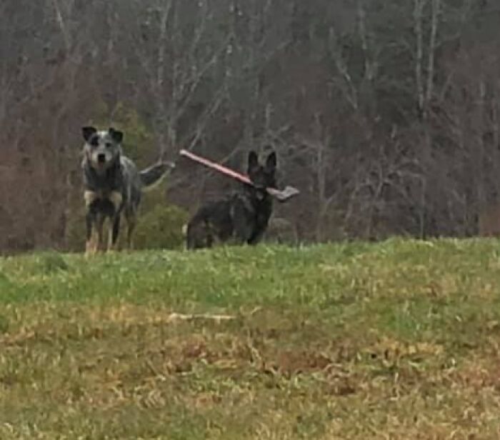 Two dogs in a field, with one dog balancing a stick on its back, capturing an unbelievable moment.