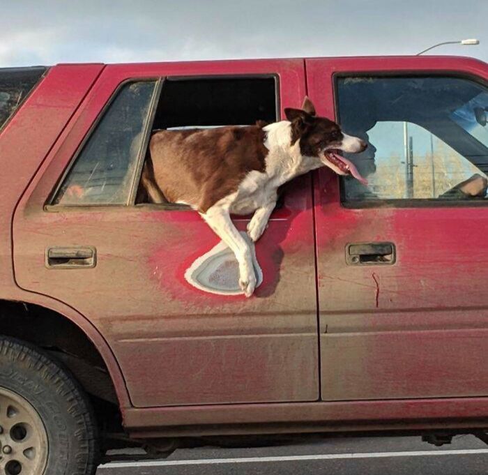 Dog enjoying view from red car window, showing effects of time and use.