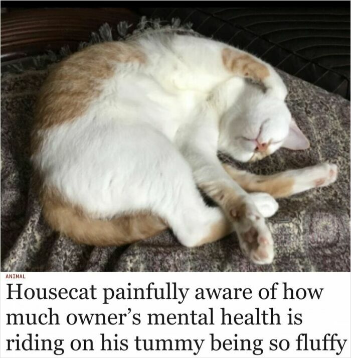 Fluffy cat curled up humorously with a caption about mental health and owner dependency.