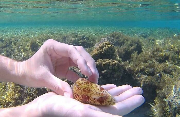 Manos sosteniendo un cono marino bajo el agua, sin advertir el peligro potencial del animal.