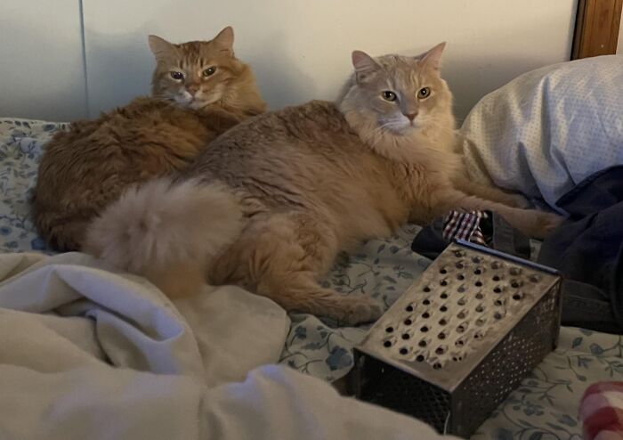 Two fluffy cats lounging on a bed, next to a metal cheese grater, showcasing unexpected cat gifts.