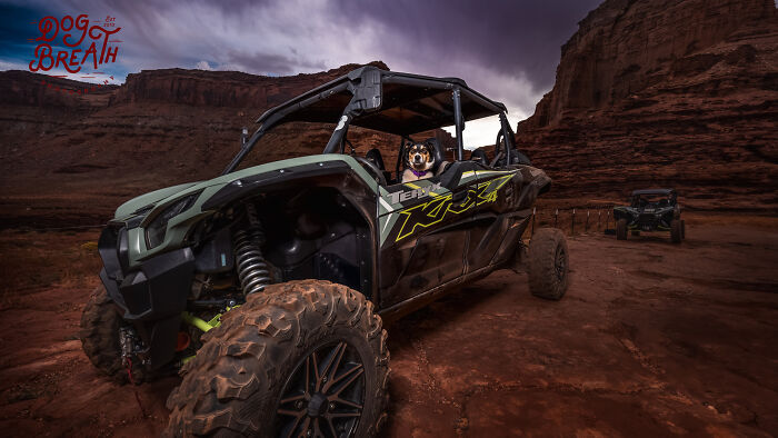 This Photographer Took Wholesome Photos Of Shelter Dogs On Their Greatest Adventure (5 Pics)