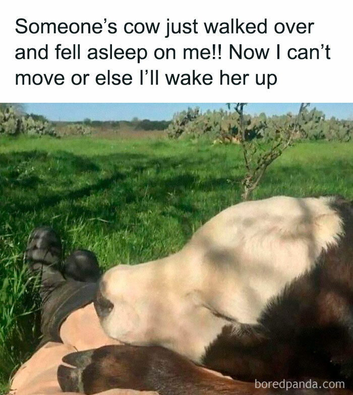 A sleeping cow rests its head on someone's lap in a funny and awkward animal moment.