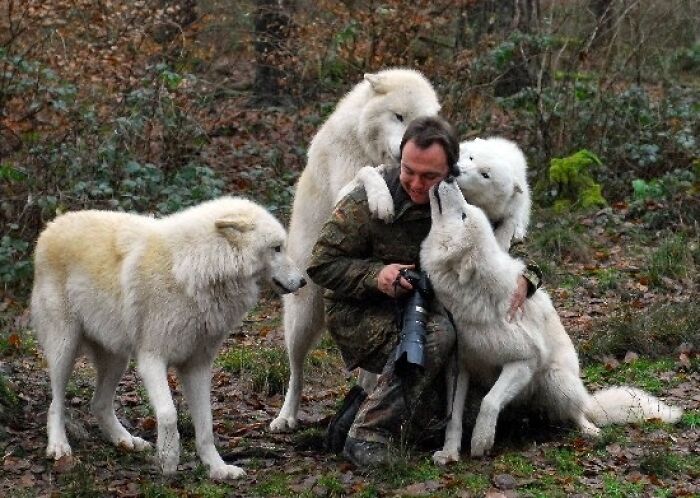 Wildlife photographer surrounded by playful wolves, showing hilarious lack of spatial awareness in the forest.