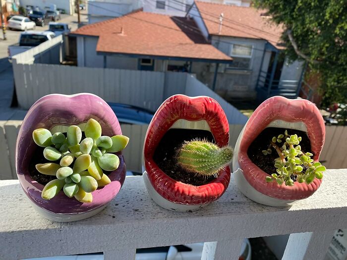 Unique lip-shaped planters with succulents and cacti on a white railing.