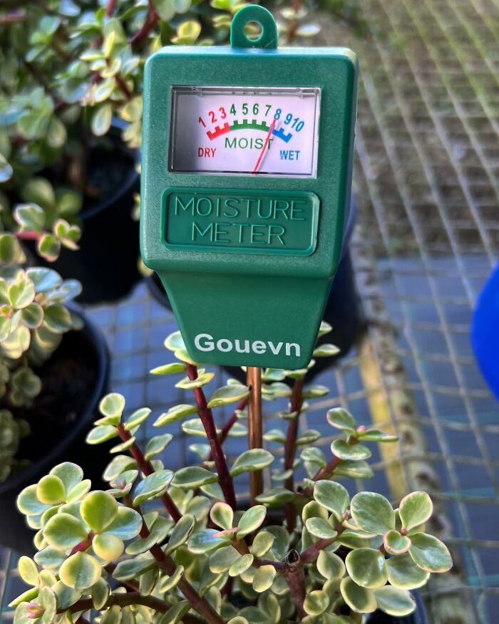Moisture meter in a potted plant improving quality of life by aiding plant care.