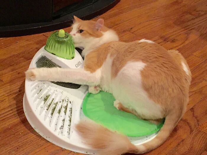 A cat plays with a unique toy tool on a wooden floor, showcasing unexpected ways to keep pets engaged.