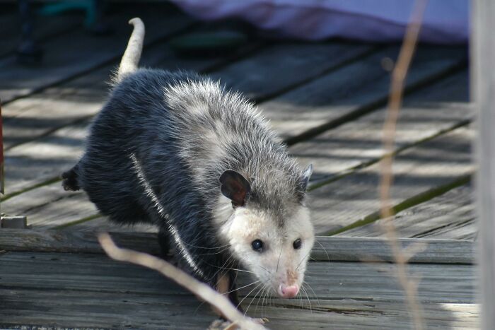 An unexpected gift of a possum on a wooden deck, surprising your cat with curiosity.