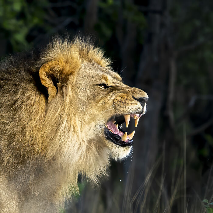 Wildlife photographer captures a roaring lion in natural habitat, showcasing nature's raw beauty with striking detail.
