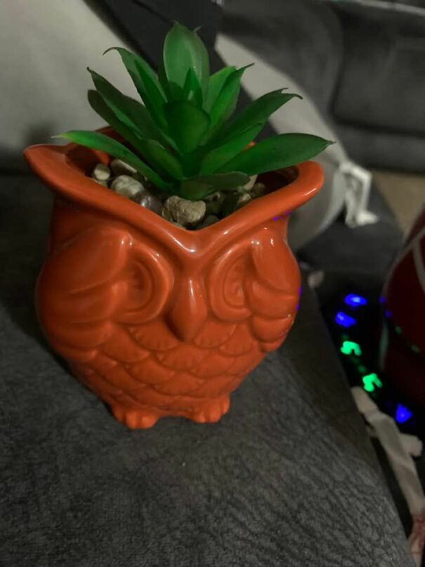 Unusual thrifted owl planter holding a succulent on a gray surface.