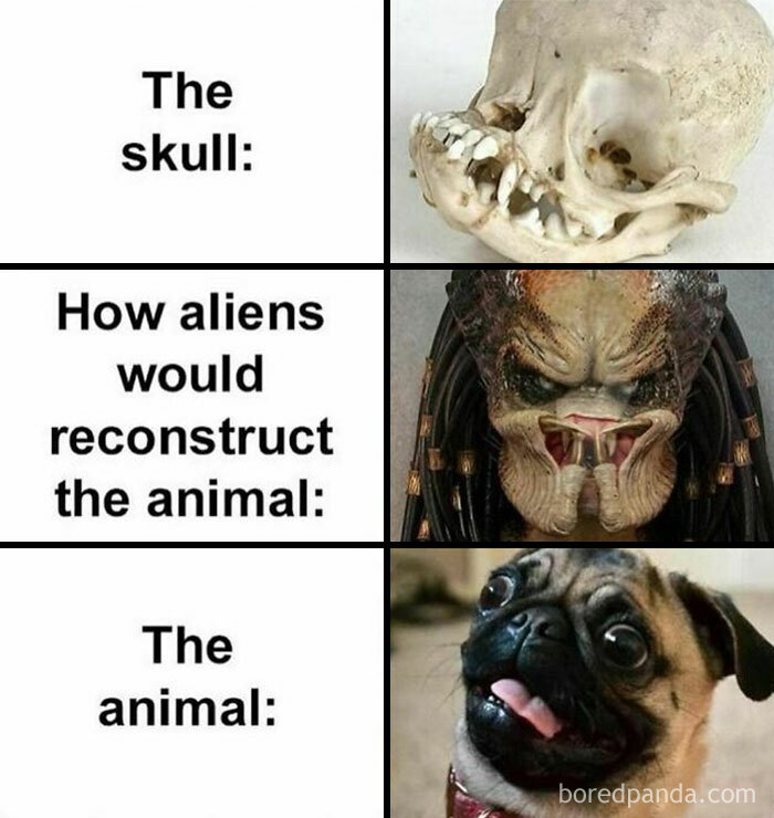 Funny and awkward animal meme: skull, alien reconstruction, and a goofy pug.