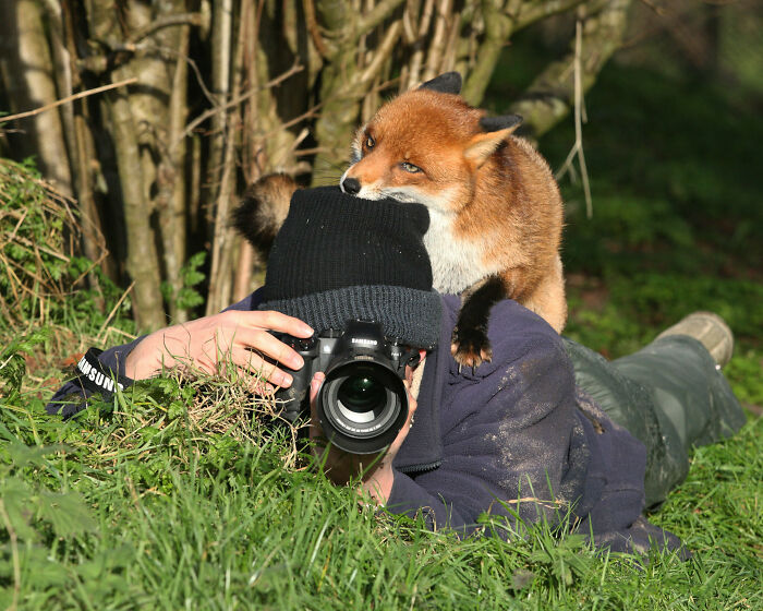 Wildlife photographer surprised by a fox on their back while taking pictures.