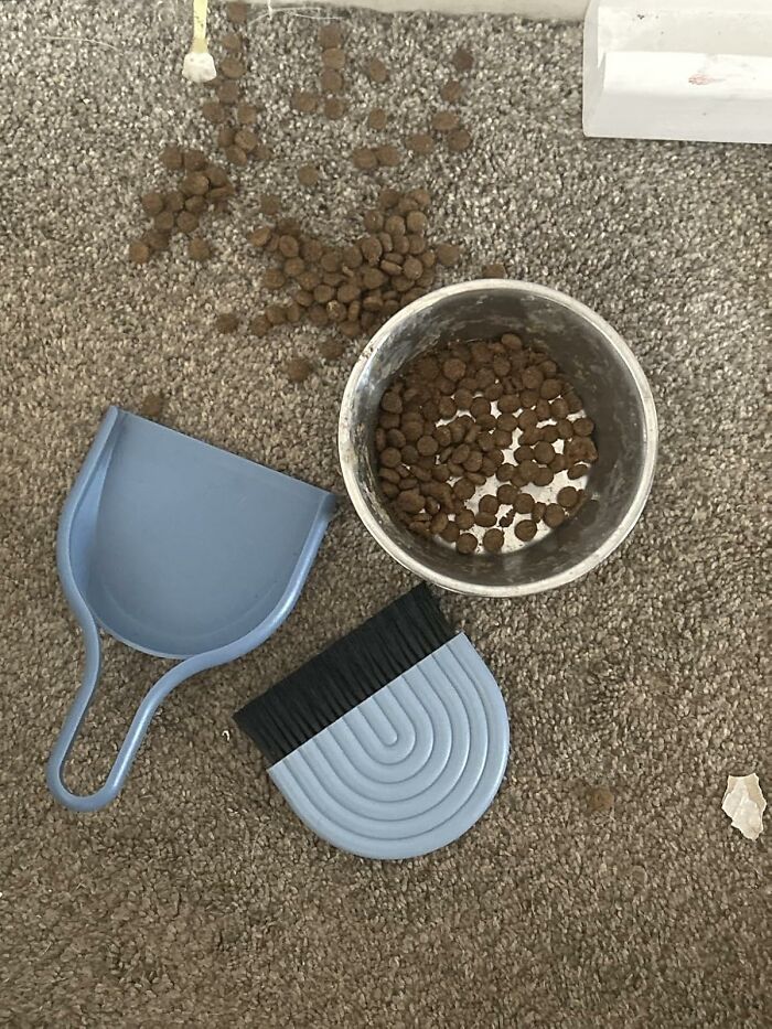 Pet food spilled on carpet with blue dustpan and brush.