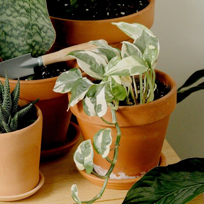 Potted plants on a table, showcasing Amazon spring deals with gardening tools.