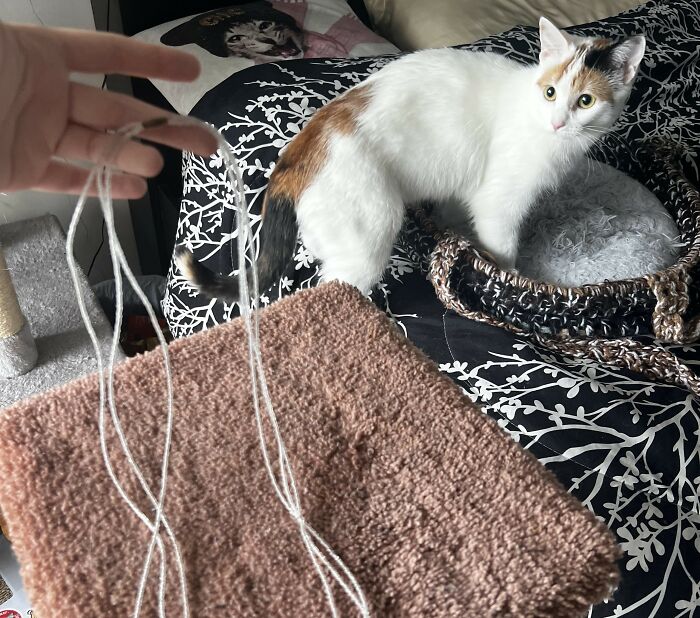 Cat on bed with unexpected gift, looking curious.