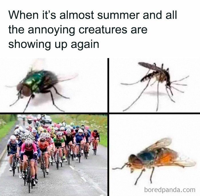 Funny and awkward animal meme showing insects and a group of cyclists.