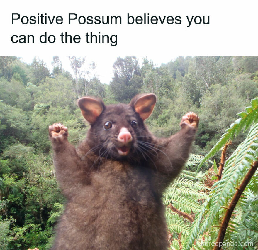 A hilarious meme of a possum with raised paws, encouraging you with positive vibes.