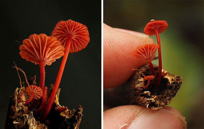Close-up of tiny red mushrooms on wood, held by fingers, showcasing delicate details and texture.