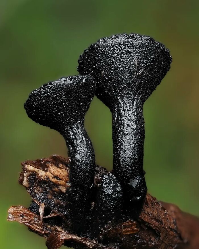 Close-up of tiny black mushrooms with textured surfaces on wood, captured by Cyanesense.