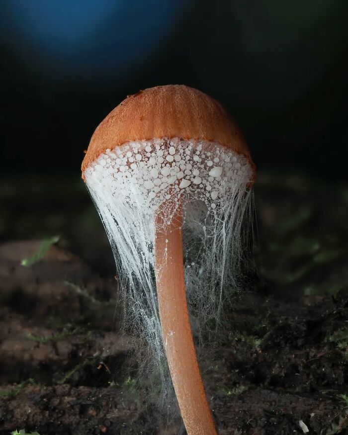 Close-up of a tiny mushroom with delicate web-like structures on a forest floor.