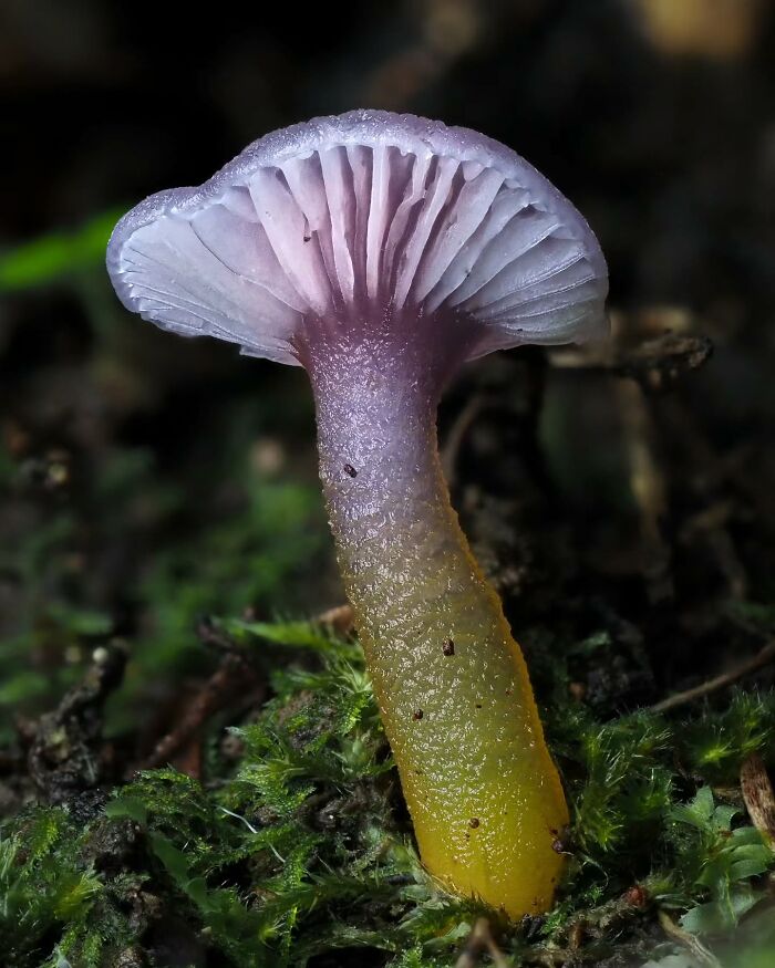 Close-up of a tiny mushroom with a purple cap and yellow stem, captured on green moss.