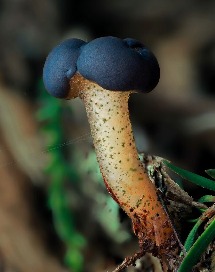 Close-up photograph of a tiny mushroom with a blue cap and speckled stem, captured by Cyanesense.