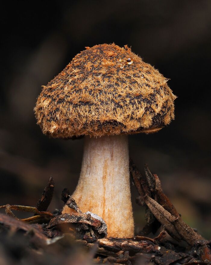 Close-up of a tiny mushroom with a textured brown cap and white stem, surrounded by natural debris.