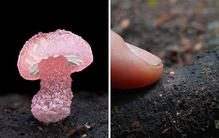 Close-up of a tiny pink mushroom on a log, showing its delicate texture, with a human finger for scale.