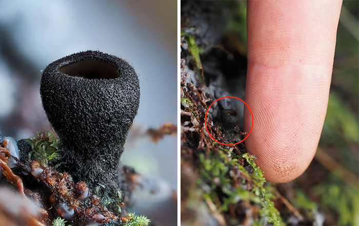 Close-up of a tiny mushroom next to a finger for scale, showcasing intricate textures and details.