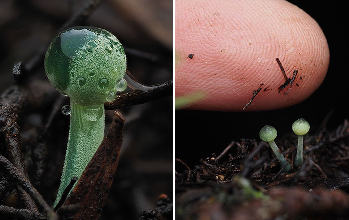 Close-up of tiny mushrooms next to a fingertip, highlighting their delicate size and texture in natural surroundings.
