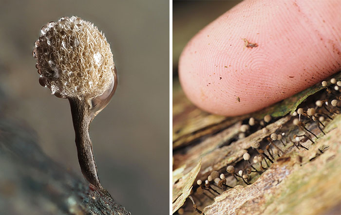 Close-up of tiny mushrooms on a log, showing detailed texture and a finger for scale.