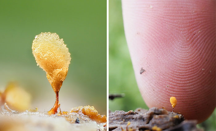 Tiny mushroom photographed close-up beside a human finger for scale.