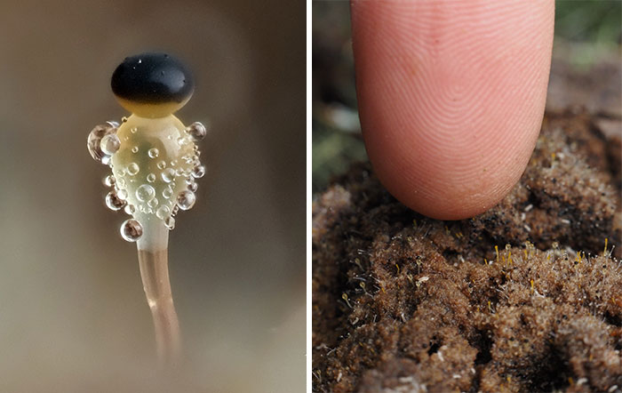 Close-up of tiny mushroom with droplets beside a finger touching soil, showcasing its small size.