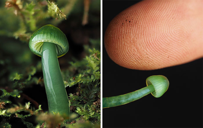 Close-up of tiny green mushrooms, one next to a fingertip, highlighting their delicate details.