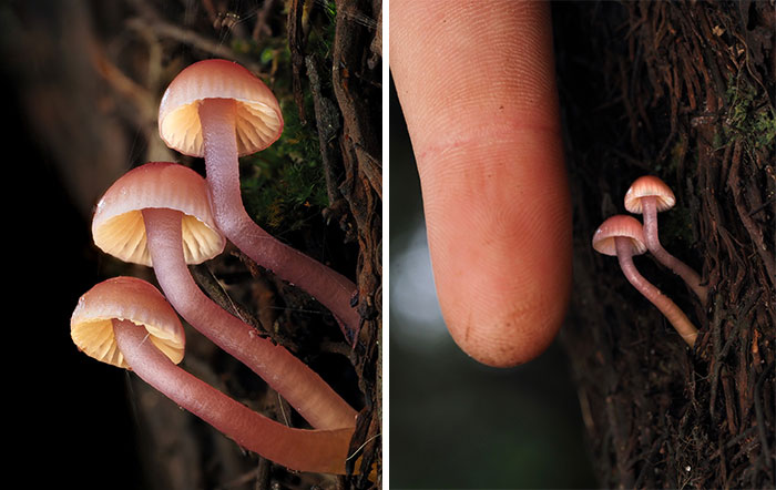 Close-up shot of tiny mushrooms next to a finger, highlighting their delicate pinkish stems and caps against a tree trunk.