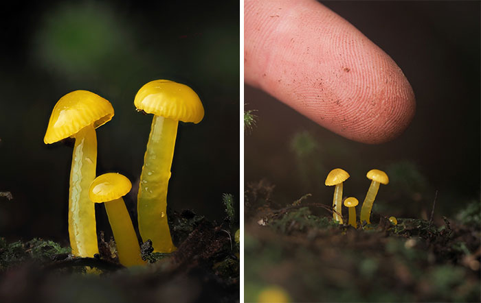 Close-up of tiny yellow mushrooms with a finger for scale, showcasing the delicate details captured by Cyanesense.