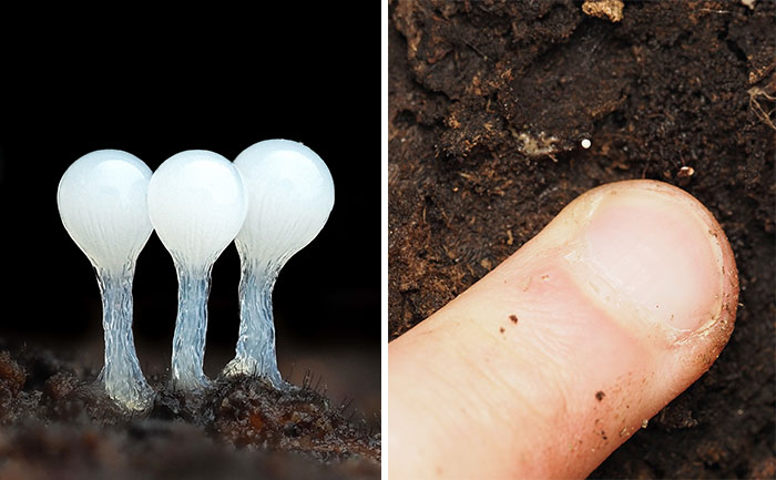Close-up of tiny white mushrooms next to a finger on dark soil, highlighting their delicate structures.