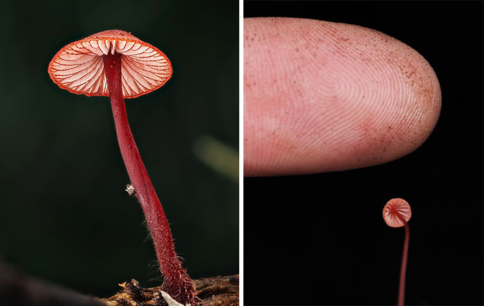 Close-up of a tiny mushroom next to a fingertip, highlighting its delicate structure and vibrant red stem.