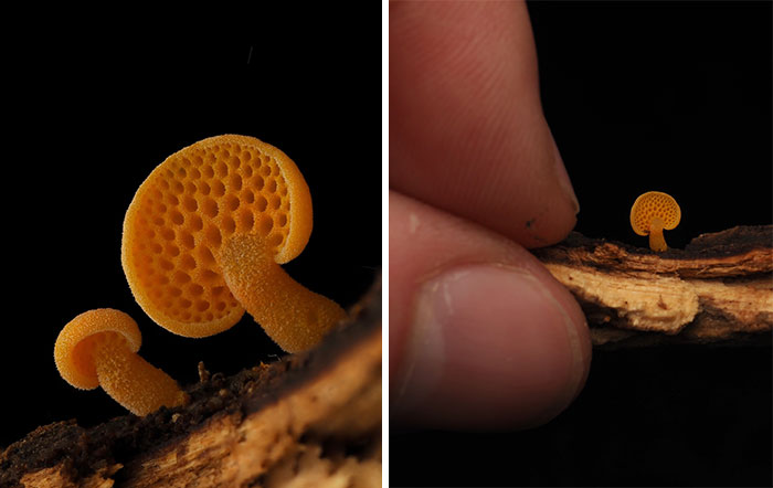 Tiny mushrooms captured up close with a hand for scale on a dark background.