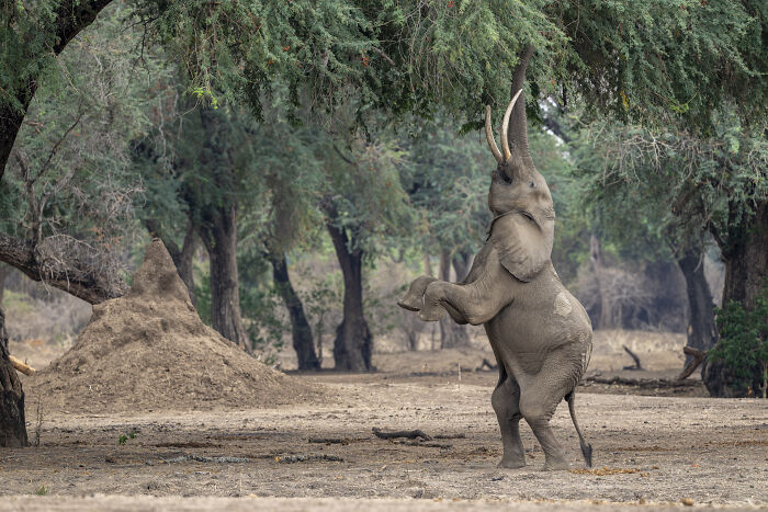 Elephant reaching for tree branches in wildlife photo capturing nature's raw beauty.
